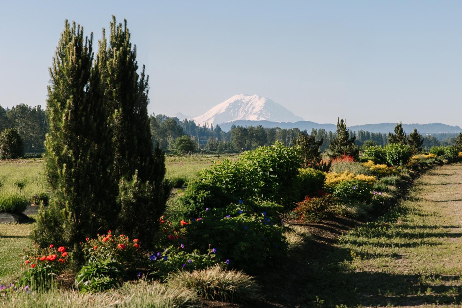 Default placeholder image