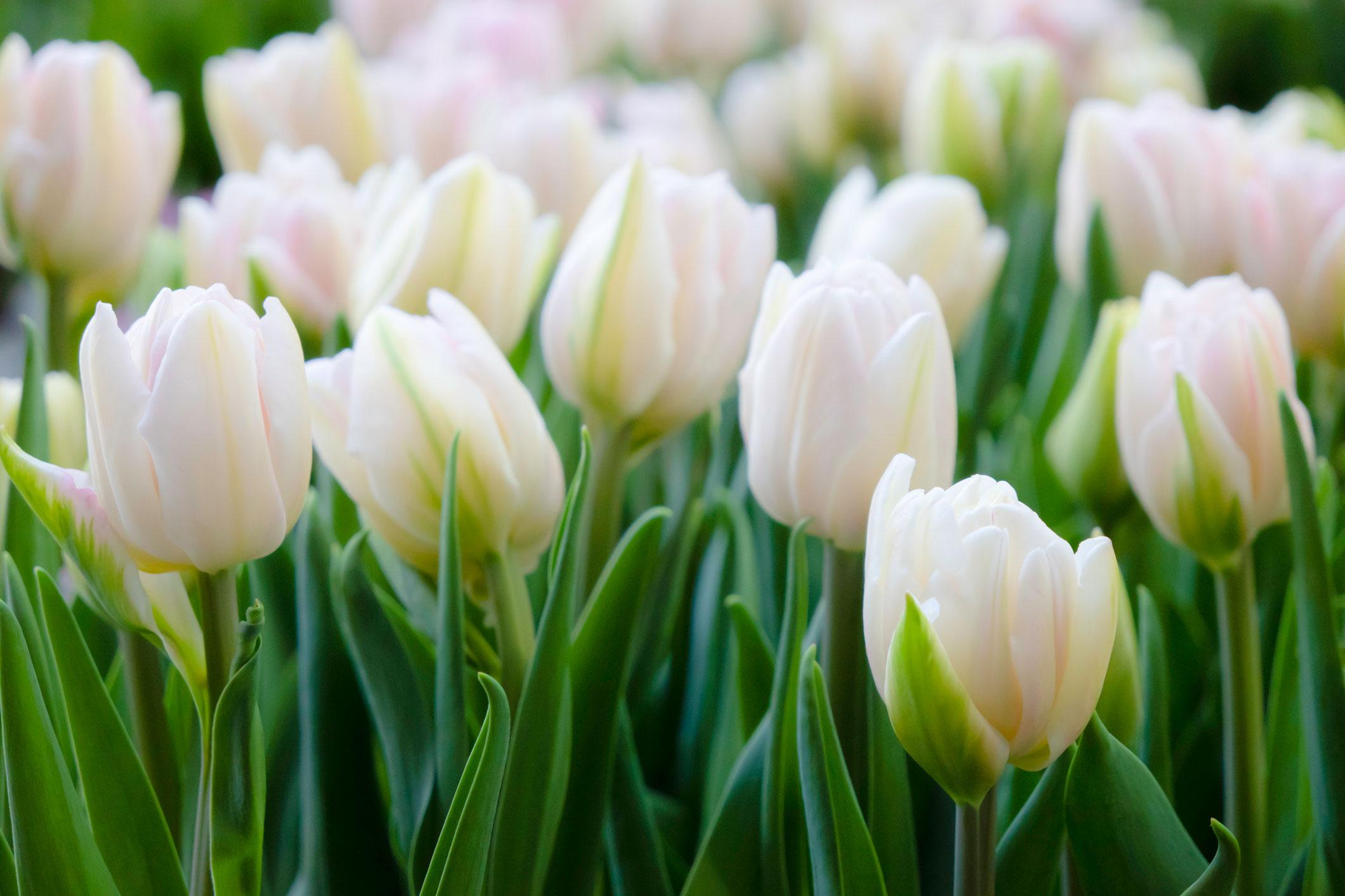 Default placeholder image