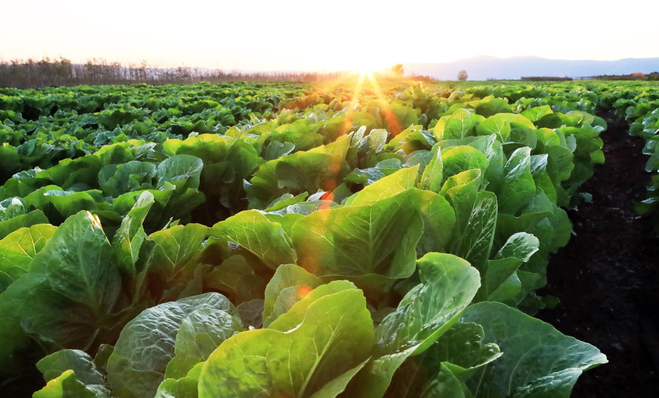 Default placeholder image